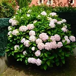 En Comillas-garden In 公寓 柯米拉斯