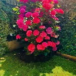 En Comillas-garden In * 柯米拉斯
