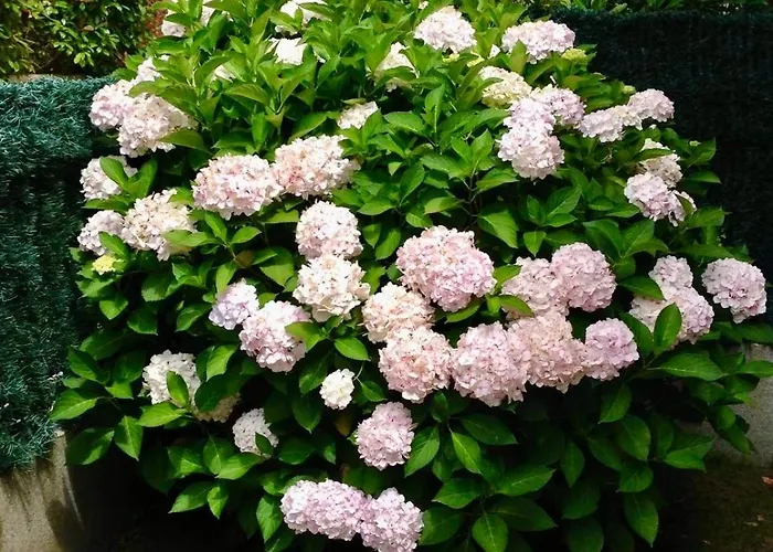 En Comillas-garden In Apartment Comillas