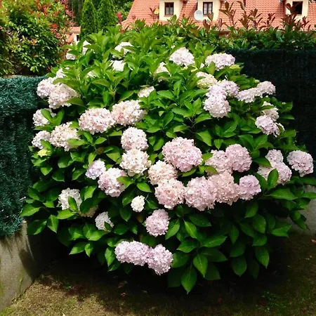 En Comillas-garden In Apartman Comillas